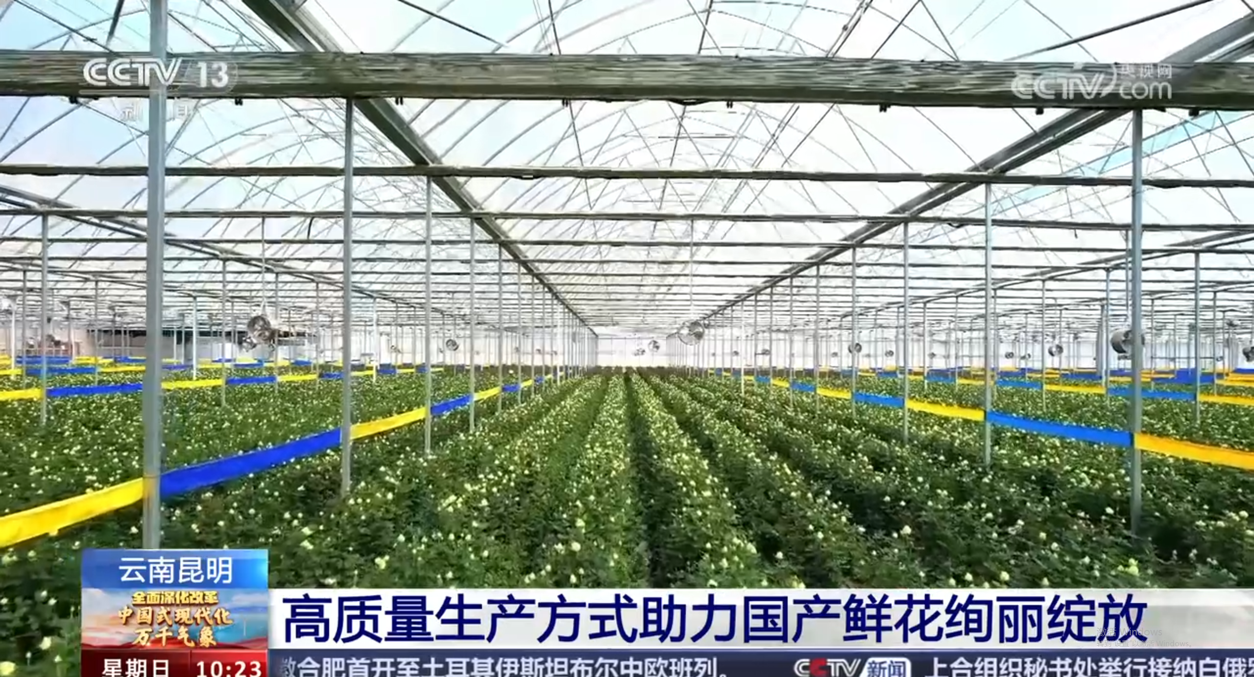 央视探访3A娱乐城
花匠铺：共探云花高质量发展新篇章