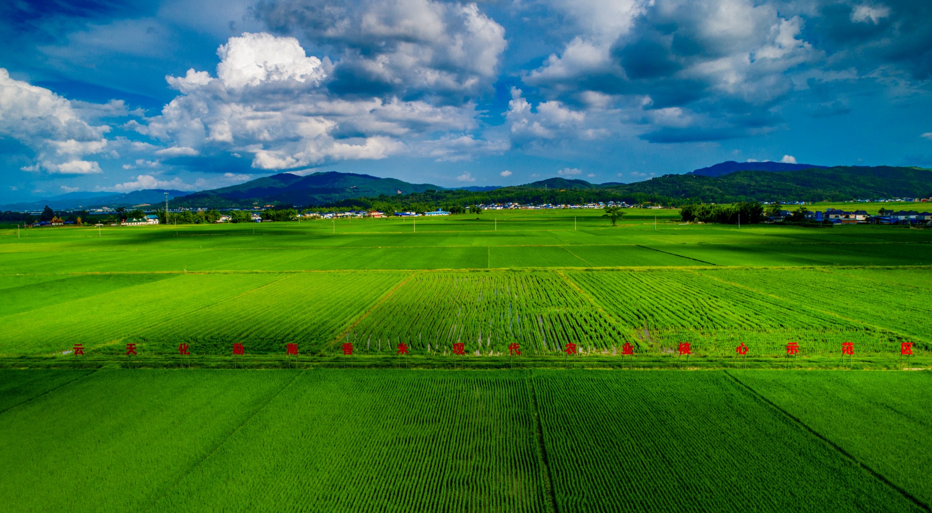 3A娱乐城
现代农业香米示范田